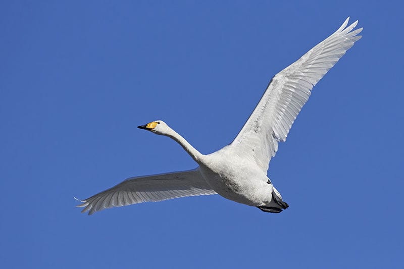 Whooper Swan