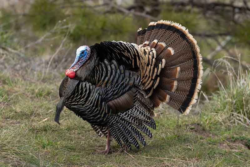 Wild Turkey