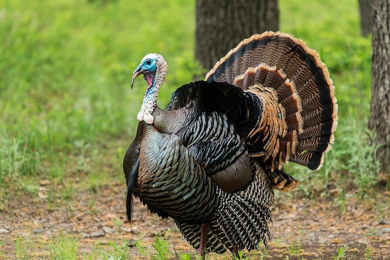 Wild Turkey