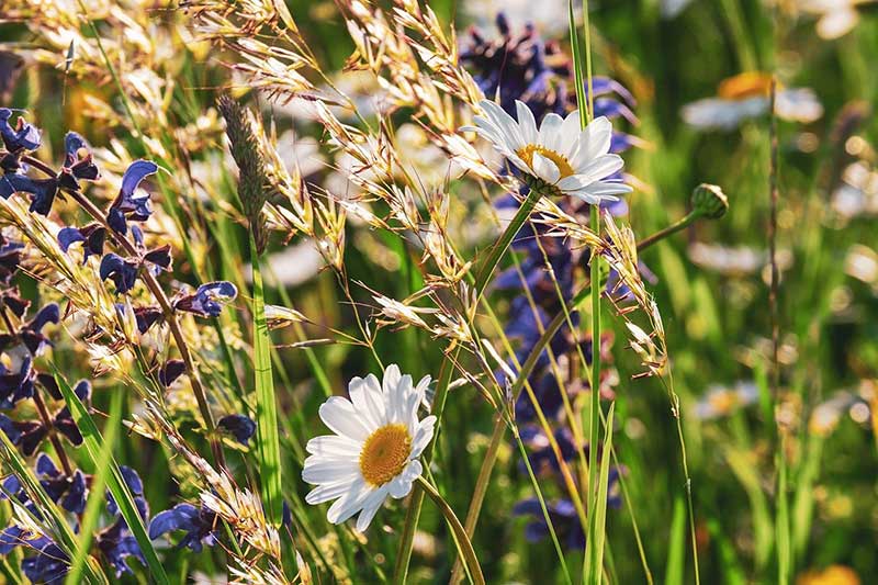 Wildflowers