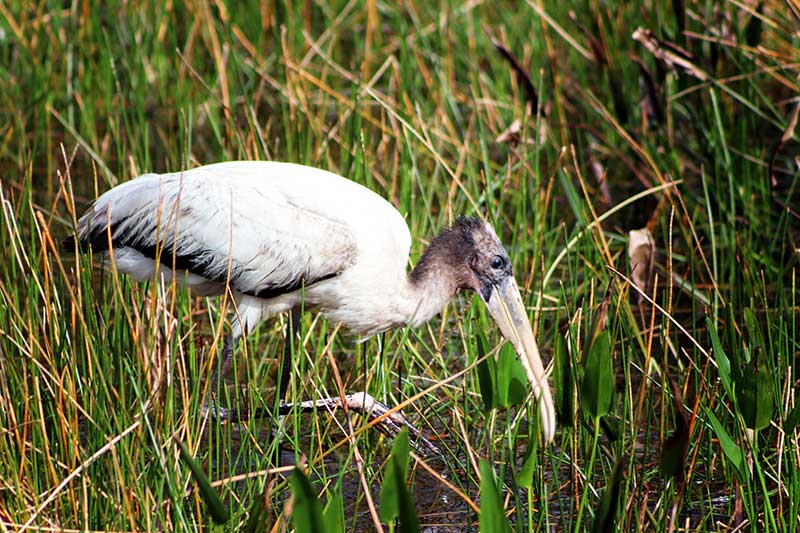 Wood Stork