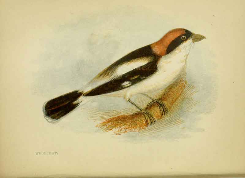 Woodchat Shrike