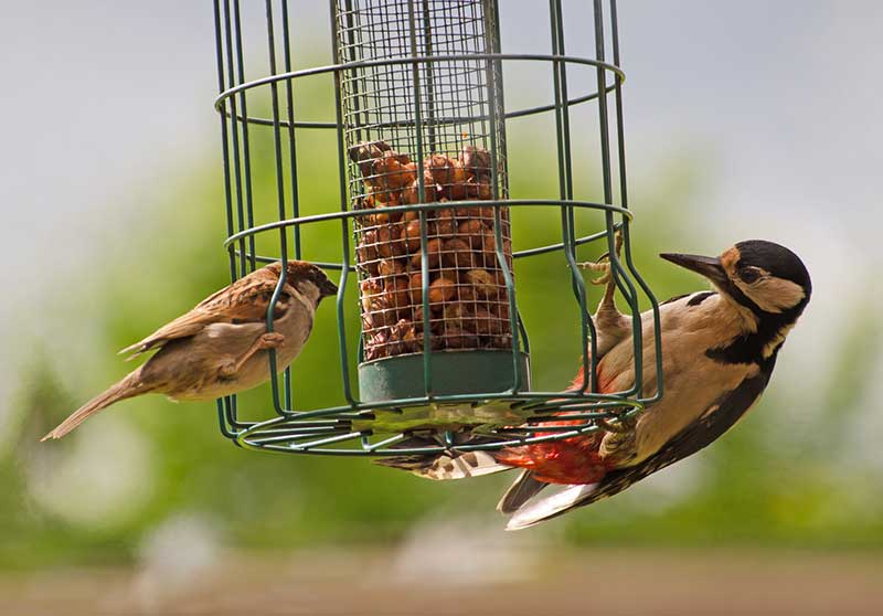 Woodpecker And Sparrow Eating Peanuts