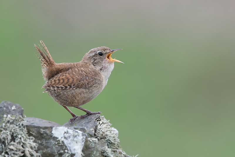Wren
