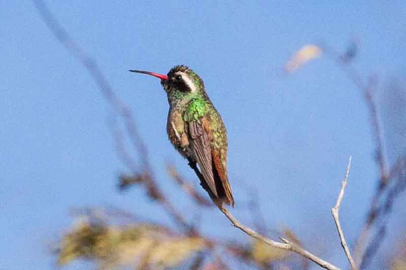 Xantus’s Hummingbird