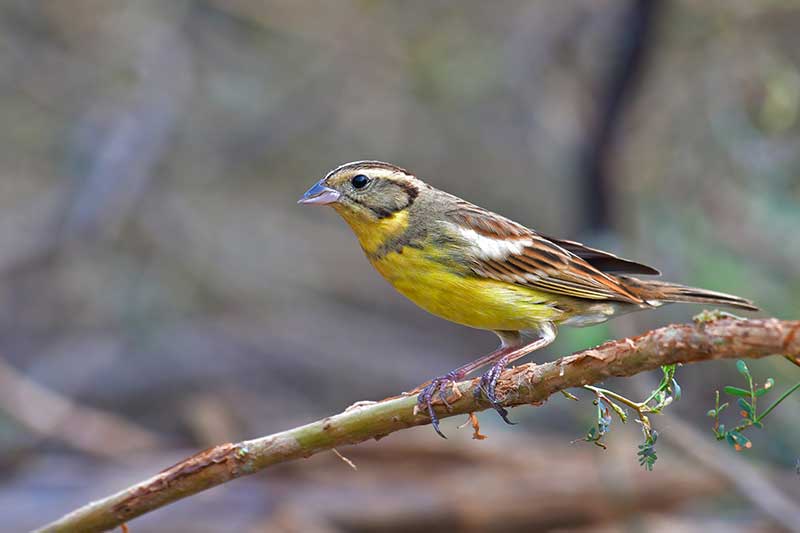 Yellow-Breasted Bunting