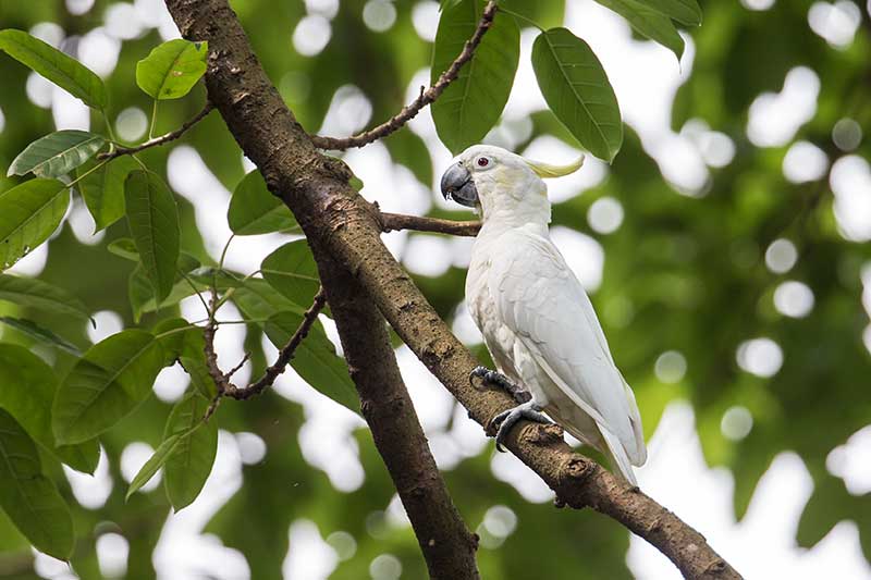 Yellow-Crested Cockatoo