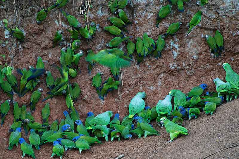 Yellow-Crowned Parrots