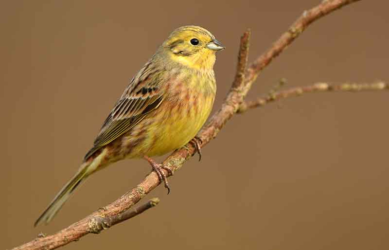 Yellowhammer
