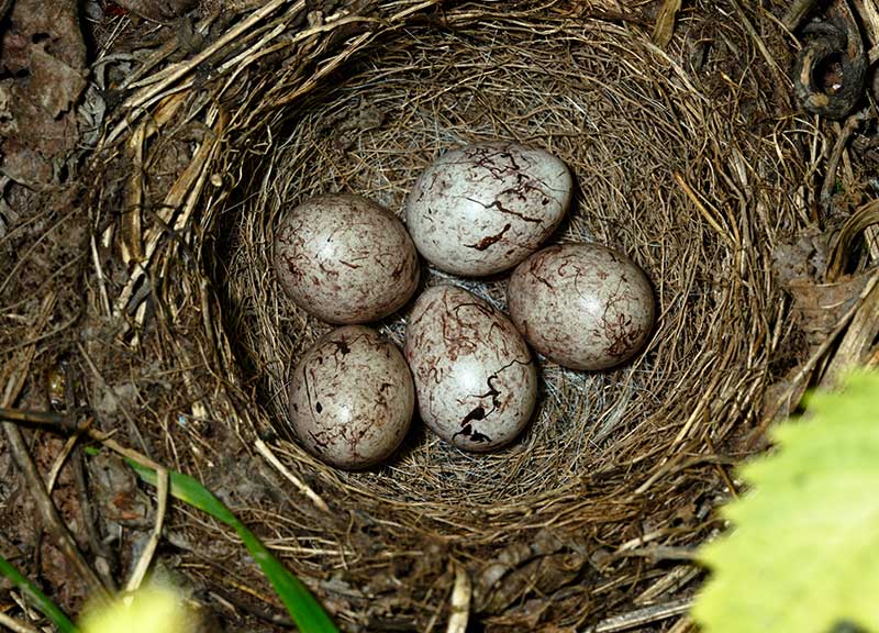 Yellowhammer Eggs
