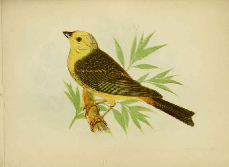 Yellowhammer