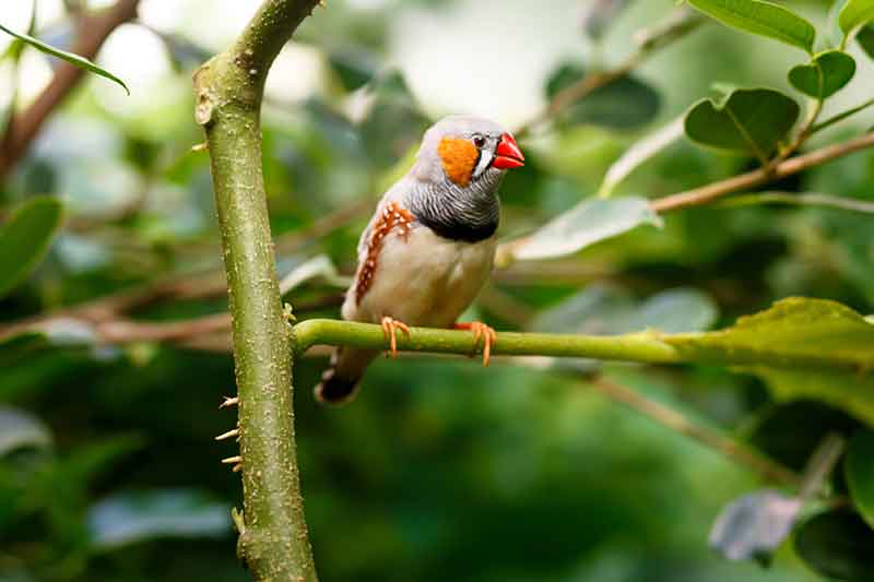 Zebra Finch