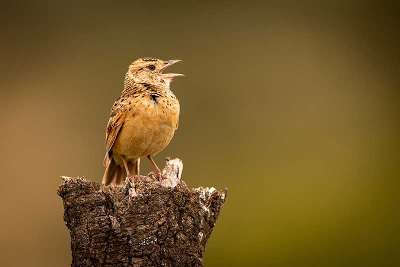 Zitting Cisticola
